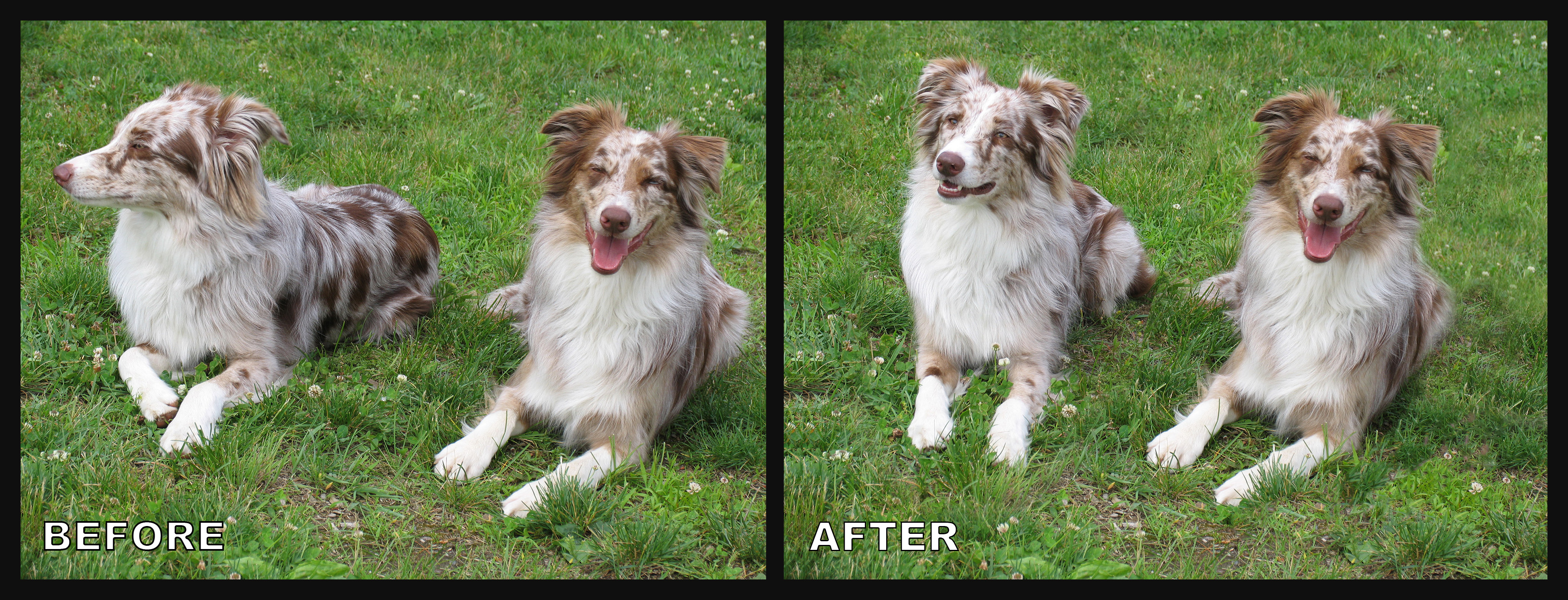 Dog Before and Afterfinal.jpg